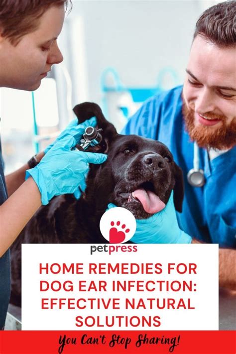 Home Remedies for Dog Ear Infection: Effective Natural Solutions - PetPress