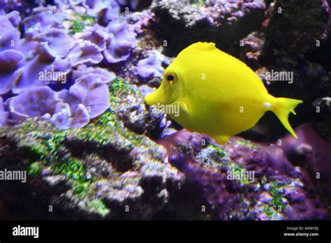 Tropical Exotic Fish Angel Fish Stock Photo Alamy
