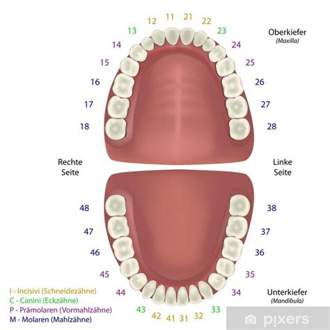 Sticker Fdi Zahnschema Beschreibung Deutsch Pixers Us