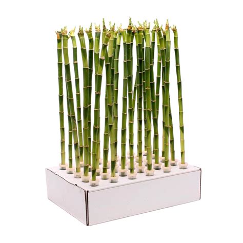 Бамбук Лакі (Драцена Сандера) - BeGreen