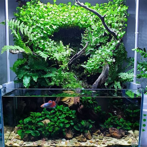 Аквариум на даче (71 фото) » НА ДАЧЕ ФОТО