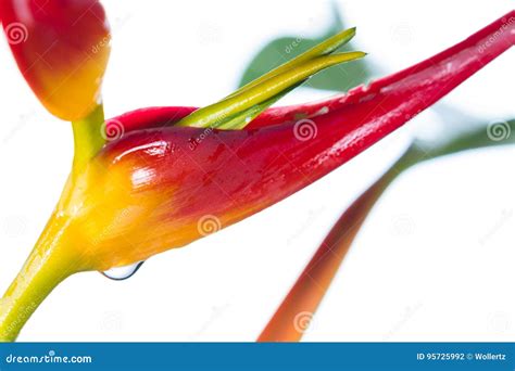 Expanded Lobster Claw Heliconia Latispatha Stock Photo