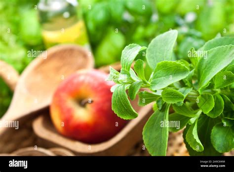 Stevia Leaves Kitchen Hi Res Stock Photography And Images Alamy