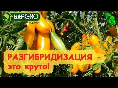 МНОГО СОРТОВ ТОМАТА и ПЕРЦА ИЗ... НИЧЕГО! Правила РАЗГИБРИДИЗАЦИИ ...