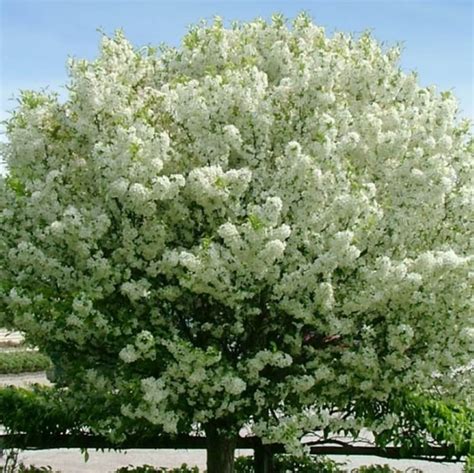 5 Low Maintenance Trees That Will Make Your Front Yard Look So Much More Expensive