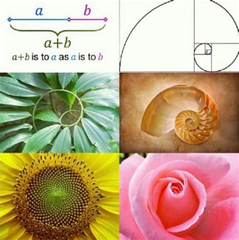 Golden Ratio