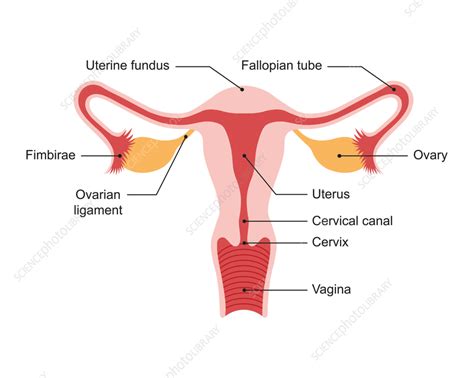 Female Reproductive System Diagram Labeled And Functions