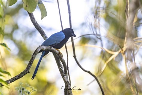 Chara Yucateca Cyanocorax Yucatanicus Ecoregistros