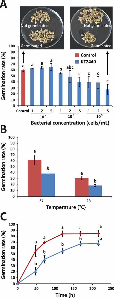 Effect of Pseudomonas putida KT2440 on the germination rate of ...