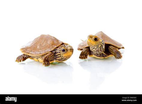 map turtle stock  map turtle stock images alamy