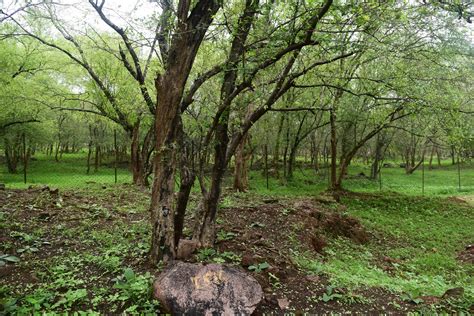 Forest 18 Free Stock Photo - Public Domain Pictures