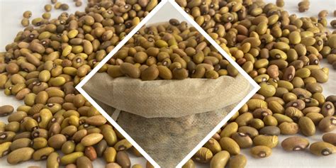 bean farming guide  cost estimates