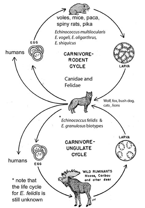 Armadillo Life Cycle Diagram