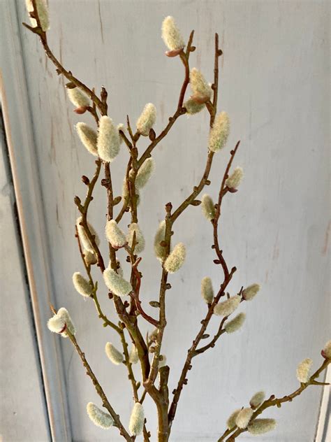Faux Pussy Willow Branch With Catkins Length Cm Stem Artofit