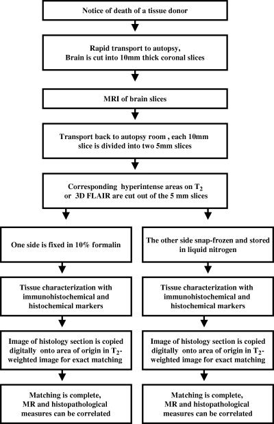 Flow Chart Of The Post Mortem Mri Protocol Of Coronal Slices Of Ms