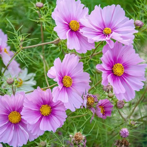 Cosmos Seeds - Daydream | Flower Seeds in Packets & Bulk | Eden Brothers