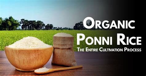 Organic Ponni Rice The Entire Cultivation Process