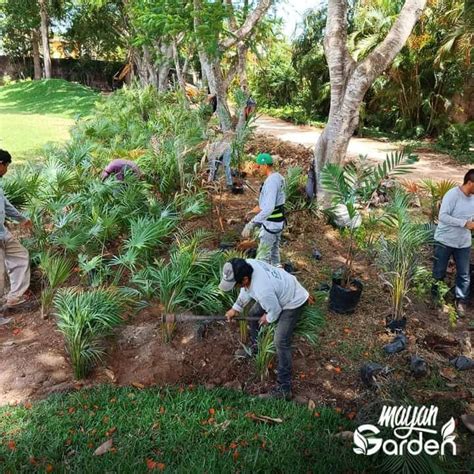 Mayan Garden