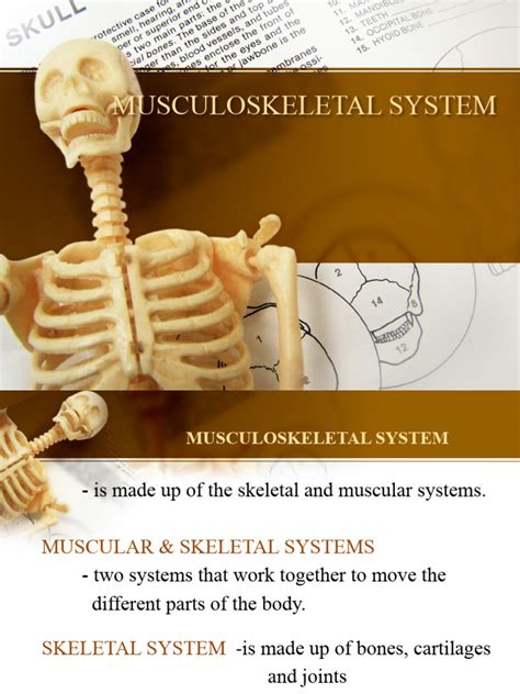 Ppt Sci Musculoskeletal System Pdf Human Musculoskeletal System Skeleton