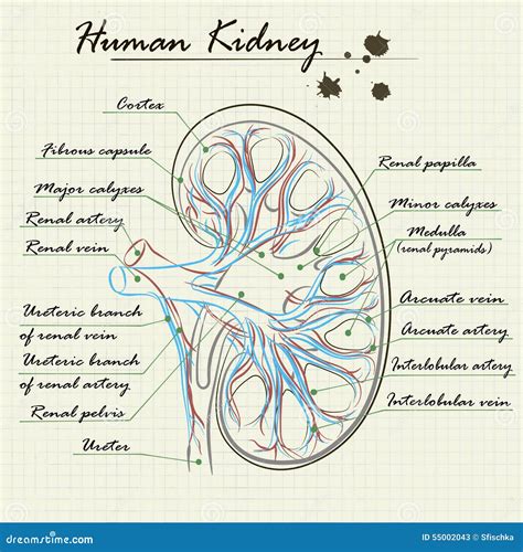 Human kidney stock vector. Illustration of splash, medicine - 55002043