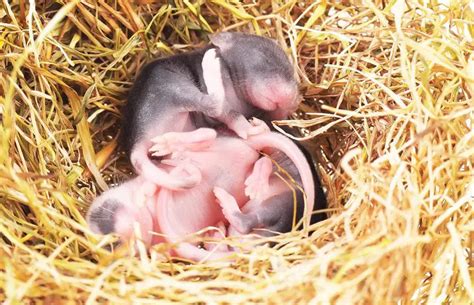 How Fast Do Mice Reproduce Clear Conception About Reproduction