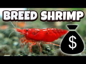 Freshwater Shrimp Breeding A Step By Step Guide