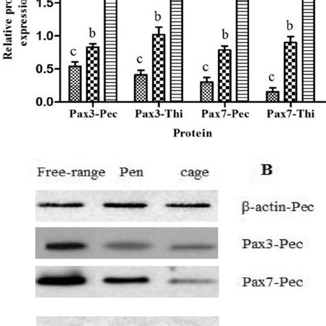 Paired Box Pax 3 And 7 Protein Abundance In Pectoralis Major And