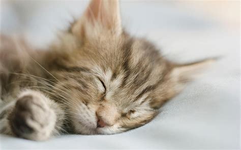 Windows 7 User Acount Picture Cat Wallpaper 1920x1200 Rwallpapers