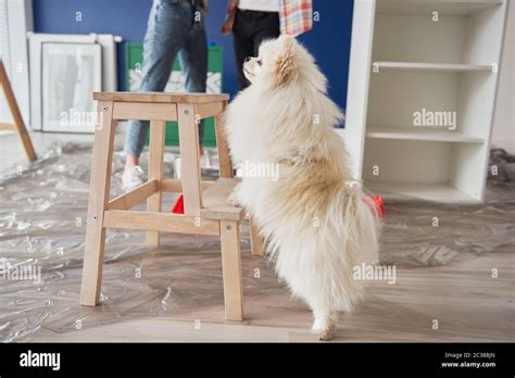 Empty Dog House Hi Res Stock Photography And Images Alamy