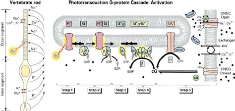 Schematic Of A Vertebrate Rod And The Activation Steps Of The Rod