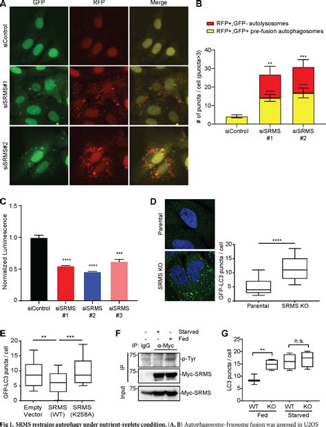 Figure 1 From The Nonreceptor Tyrosine Kinase SRMS Inhibits Autophagy