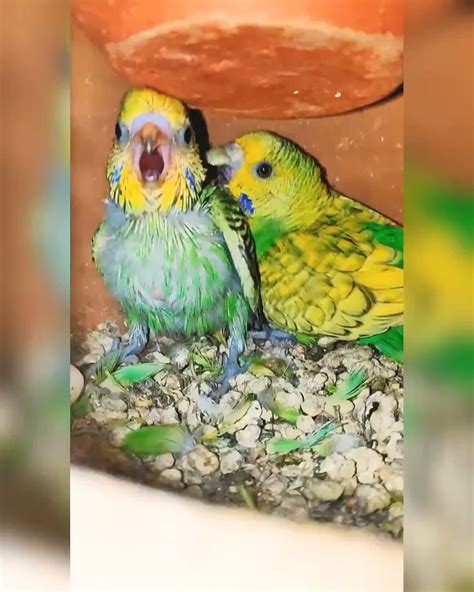 Baby Budgie Parakeet Screaming For First Time Rbudgies