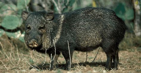 Javelina Bite Wound