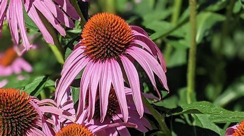 Pink Echinacea Photograph By Kalpana Hebbar Pixels