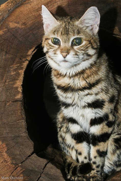 Black Footed Cat Flickr