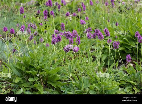 Heilziest Echter Ziest Heil Ziest Echte Betonie Flohblume