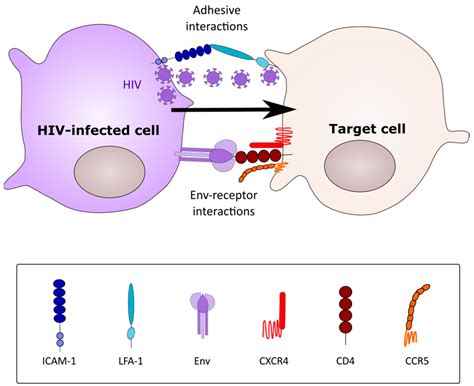 Viruses | Free Full-Text | Macrophage Cell-Cell Interactions Promoting