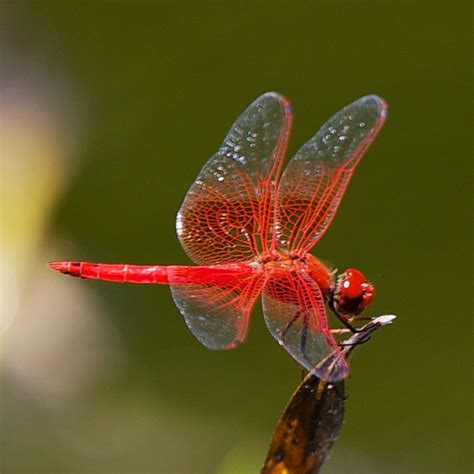 Dragonfly - Red Veined Dropwing | Dragonfly, Beautiful bugs, Damselfly