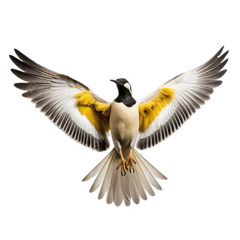 Masked Lapwing In Mid Air Beauty Copy, Bird, Feathers, Wings PNG