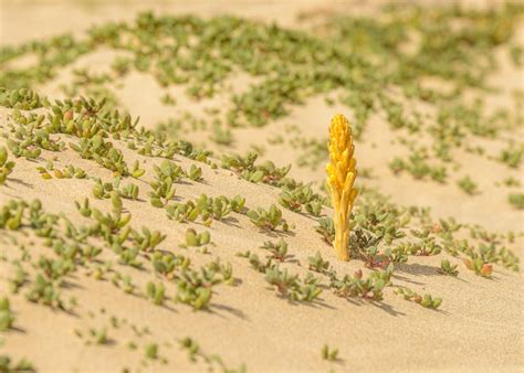 Plant Growing on Sand · Free Stock Photo