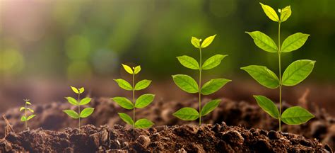 Стимулятори росту рослин: правила використання, опис препаратів