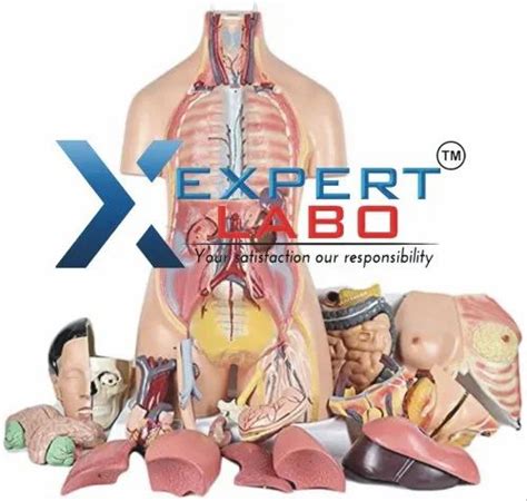 Human Torso Dual Sex Open Back Parts At Unit Torso Models