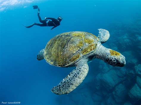 Freediving Photography with the Olympus TG-5|Underwater Photography Guide