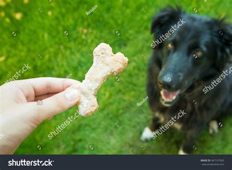 Dog Cookies Bake Images Browse 2528 Stock Photos And Vectors Free