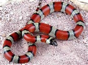 Milk Snakes - InfoPetexotic