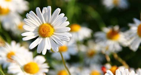 Cuidado De Las Margaritas En El Jardín Consejos Y Técnicas Para Un