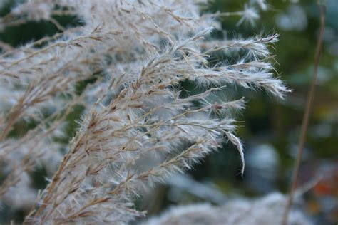 Silver Grass Plant Flowers Free Photo On Pixabay Pixabay