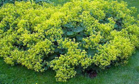 Манжетка обыкновенная: полезные свойства и вред для здоровья