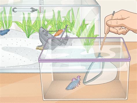 How to Keep Multiple Female Bettas in One Tank: 7 Steps