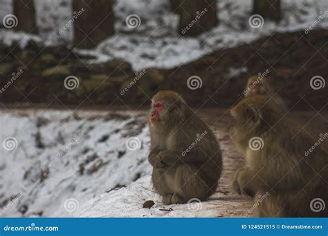 Snow Monkeys Japanese Macaques Bathe In Onsen Hot Springs Of Nagano Japan Stock Image Image